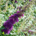 272_10705_Buddleja_davidii_davidi_budleia_.jpg