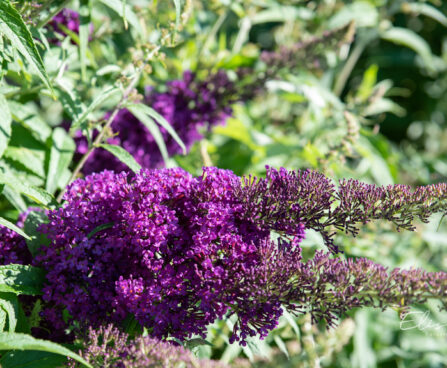 272_10706_Buddleja_davidii_davidi_budleia.jpg