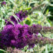 272_10706_Buddleja_davidii_davidi_budleia.jpg
