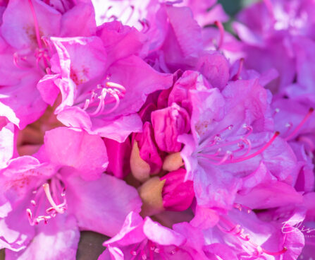 122_11154_Rhododendron_Roseum_rododendron..jpg
