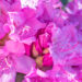 122_11154_Rhododendron_Roseum_rododendron..jpg