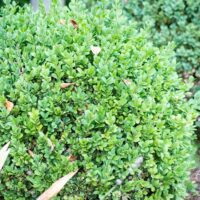 275_9671_Buxus_sempervirens_harilik_pukspuu.jpg