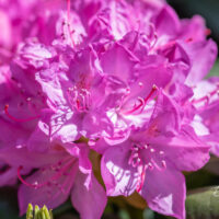 122_11155_Rhododendron_Roseum_rododendron.jpg