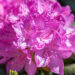 122_11155_Rhododendron_Roseum_rododendron.jpg