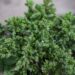 300_9824_Juniperus_communis_Repanda__harilik_kadakas_2.jpg