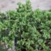 300_9825_Juniperus_communis_Repanda__harilik_kadakas.jpg