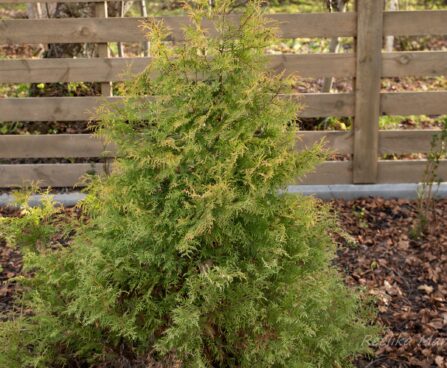 318_6651_Thuja_occidentalis_Rheingold_2.JPG