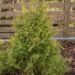 318_6651_Thuja_occidentalis_Rheingold_2.JPG