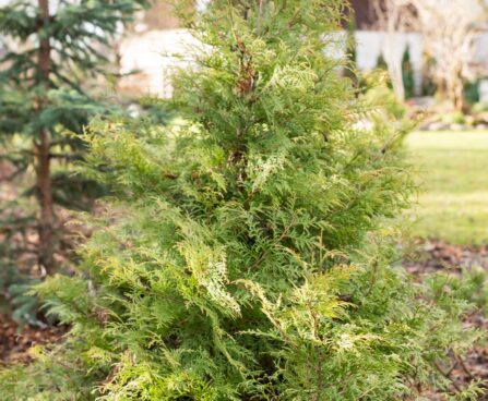 318_6652_Thuja_occidentalis_Rheingold_3.JPG