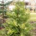 318_6652_Thuja_occidentalis_Rheingold_3.JPG