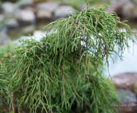 129_6495_Chamaecyparis_pisifera_Filifera.JPG