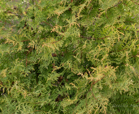 318_6653_Thuja_occidentalis_Rheingold.JPG