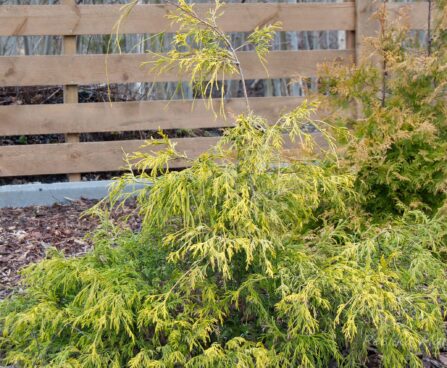 130_8083_Chamaecyparis_pisifera_Filifera_Aurea_.JPG