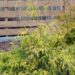 130_8083_Chamaecyparis_pisifera_Filifera_Aurea_.JPG