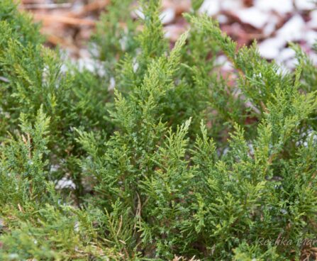 333_6974_Juniperus_horizontalis_Blue_Forest.JPG