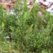 333_6974_Juniperus_horizontalis_Blue_Forest.JPG