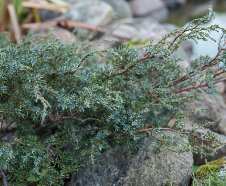 334_6496_Juniperus_communis_Minima__2.JPG