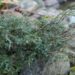 334_6496_Juniperus_communis_Minima__2.JPG