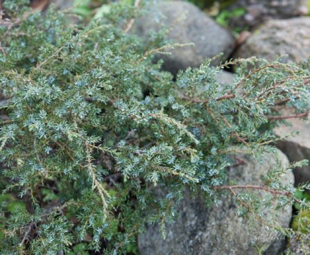 334_6497_Juniperus_communis_Minima__3.JPG