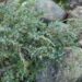 334_6497_Juniperus_communis_Minima__3.JPG