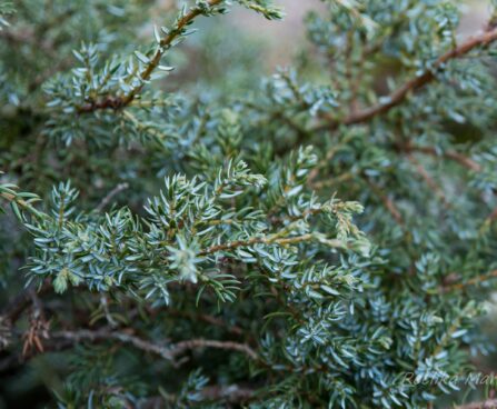 334_6498_Juniperus_communis_Minima_.JPG