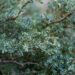 334_6498_Juniperus_communis_Minima_.JPG