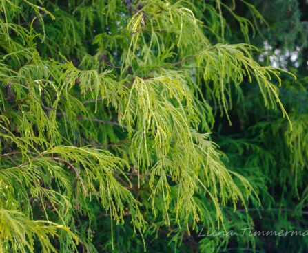 130_8092_Chamaecyparis_pisifera_Filifera_Aurea.JPG
