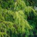 130_8092_Chamaecyparis_pisifera_Filifera_Aurea.JPG