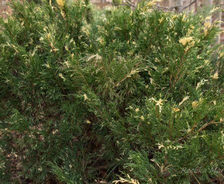 337_6674_Juniperus_sabina_Variegata__2.JPG