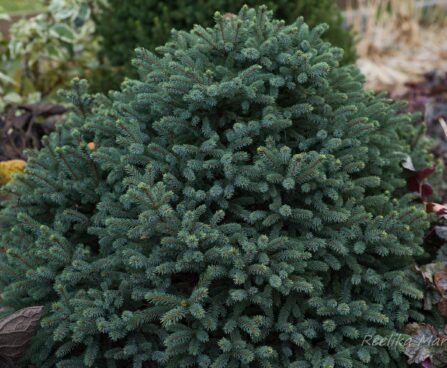 345_6702_Picea_pungens_Sonia.JPG