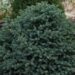 345_6702_Picea_pungens_Sonia.JPG