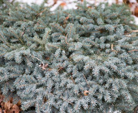 345_6973_Picea_pungens_Sonia.JPG