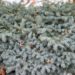 345_6973_Picea_pungens_Sonia.JPG
