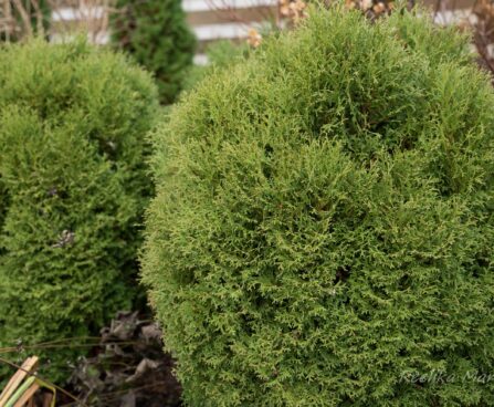 349_6469_Thuja_occidentalis_Little_Gem_2.JPG