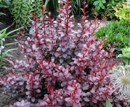 352_7382_Berberis_thunbergii_Darts_Red_Lady.JPG
