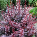 352_7382_Berberis_thunbergii_Darts_Red_Lady.JPG