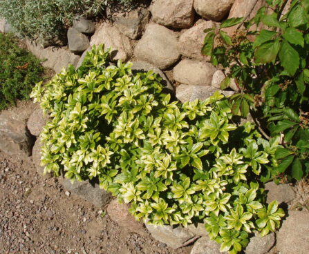 361_2880_Pachysandra_terminalis tipmine puksrohi Foto R.M..JPG