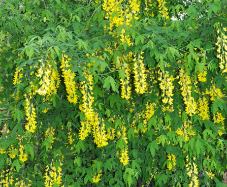375_7743_Laburnum kuldvihm.JPG