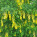 375_7743_Laburnum kuldvihm.JPG