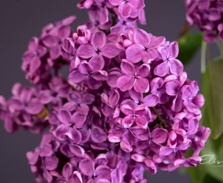 382_11309_Syringa_vulgaris_harilik_sirel.jpg