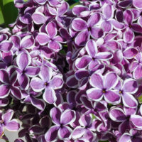 Syringa_vulgaris_Sensation_harilik sirel.JPG