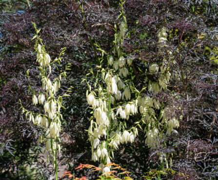 391_10882_Yucca_filamentosa_taakliilia_2.jpg