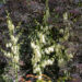 391_10882_Yucca_filamentosa_taakliilia_2.jpg