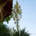 391_6763_Yucca_filamentosa_2.JPG