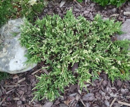 402_7313_Juniperus_communis_Spotty_Spreader.JPG