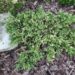 402_7313_Juniperus_communis_Spotty_Spreader.JPG
