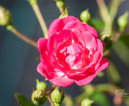 416_10403_Rosa_Lovely_Fairy_roos_2.jpg