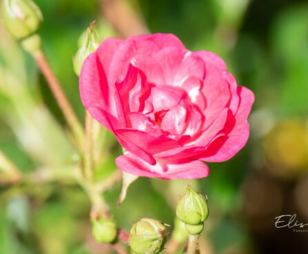 416_10404_Rosa_Lovely_Fairy_roos.jpg
