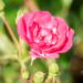 416_10404_Rosa_Lovely_Fairy_roos.jpg