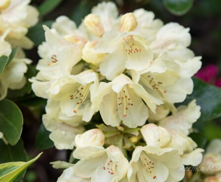 424_8511_Rhododendron_Goldkrone.JPG